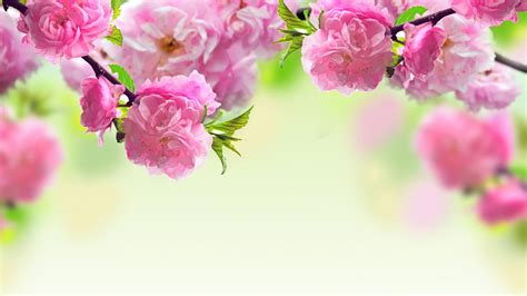 Bing Free Image Of Roses In Urn Painting Spring