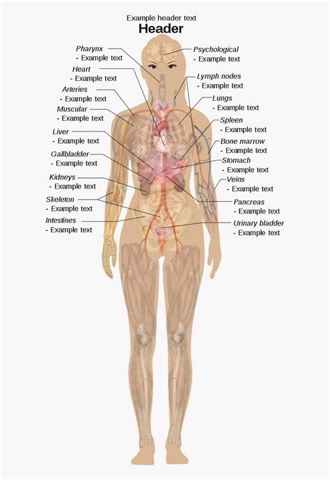Using a body diagram activity is also a great resource for teaching esl students, or send children learning about the body. Transparent Skeletal System Clipart - Female Body Labeled ...