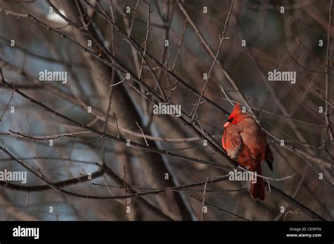 A Male Northern Cardinal Cardinalis Cardinalis In A Tree In Prospect