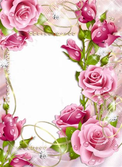 Frame Roses Frames Rose Flower Pink Birthday