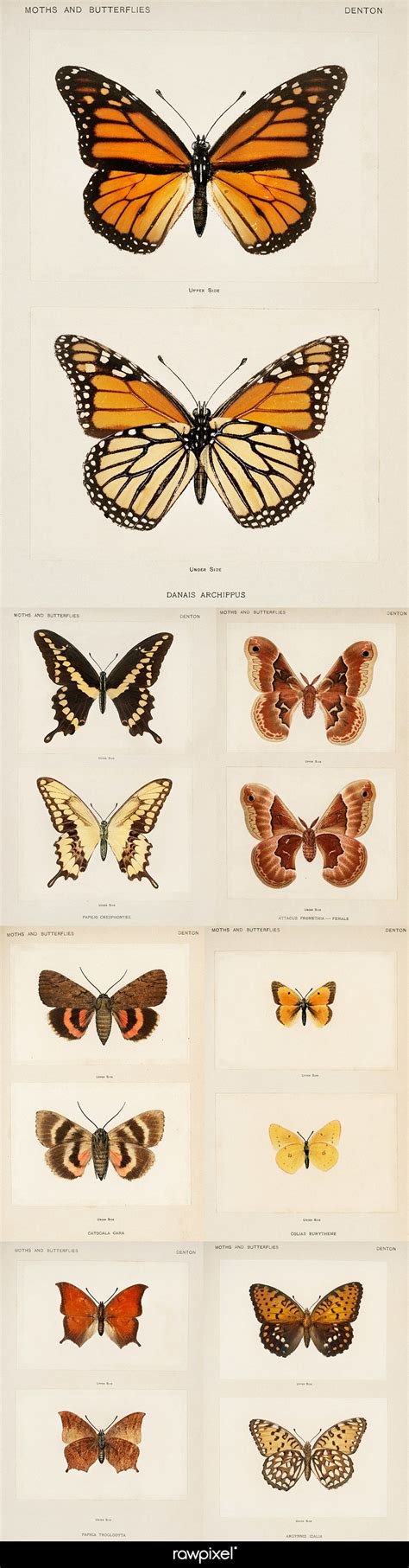 Download Free Cc0 Public Domain Butterfly And Moth Illustrations From