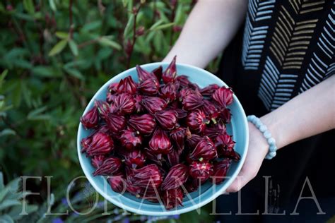 How To Grow Hibiscus Aka Roselle Hibiscus Sabdariffa — Floranella