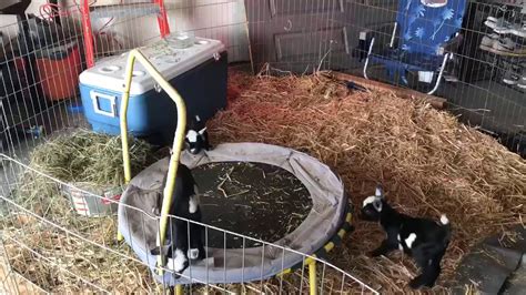Baby Goats Jumping On Trampoline Youtube