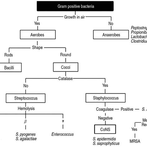 Classification Of Clinically Important Gram Positive Bacteria Cons My