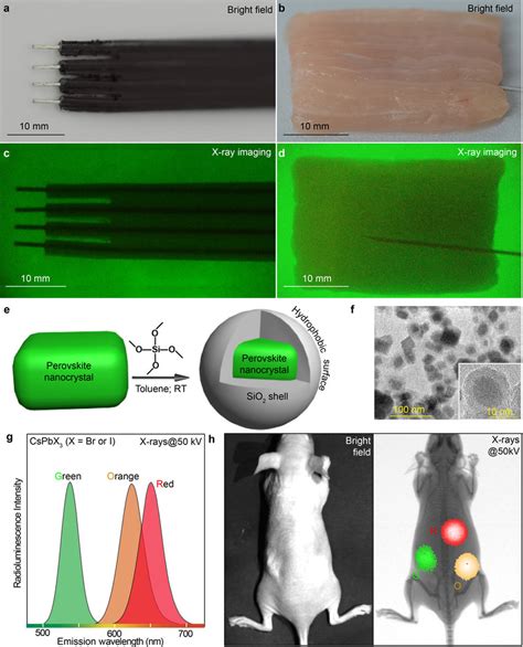 Direct X Ray Imaging And Multiplexed Labelling For In Vivo Optical
