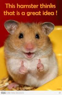18 Best H A M S T E R Images On Pinterest Rodents Pets
