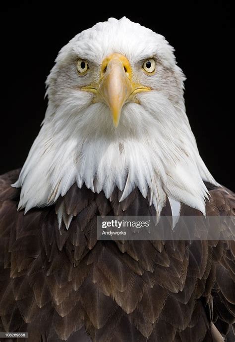 Bald Eagle High Res Stock Photo Getty Images