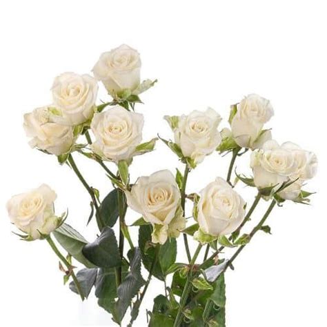 White Spray Roses 100 Stems White Spray Roses Spray Roses Pale Pink