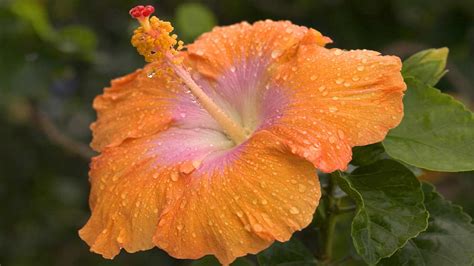 Orange Hibiscus Kauai Hawaii Hawaii Pictures