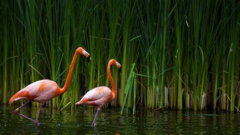 Two Pink Flamingos Flamingos Water Plants Birds Hd Wallpaper