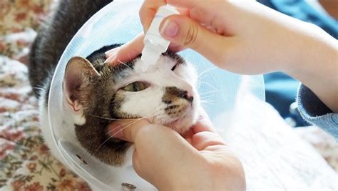 Dry Eye In Cats Symptoms Causes And Treatments Cattime 子猫 ペット用品