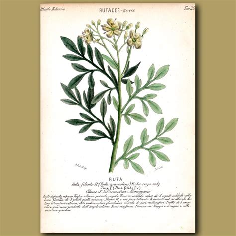 Ruacee Rue Flowers Genuine Antique Print For Sale