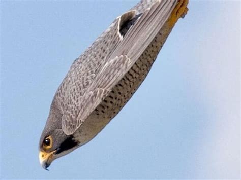 Peregrines attack and kill their prey in flight by a sharp blow from a vertical dive. What is the fastest animal in the world? | ZOOLLERY