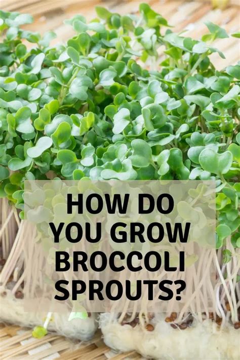 How Do You Grow Broccoli Sprouts Garden Super Power