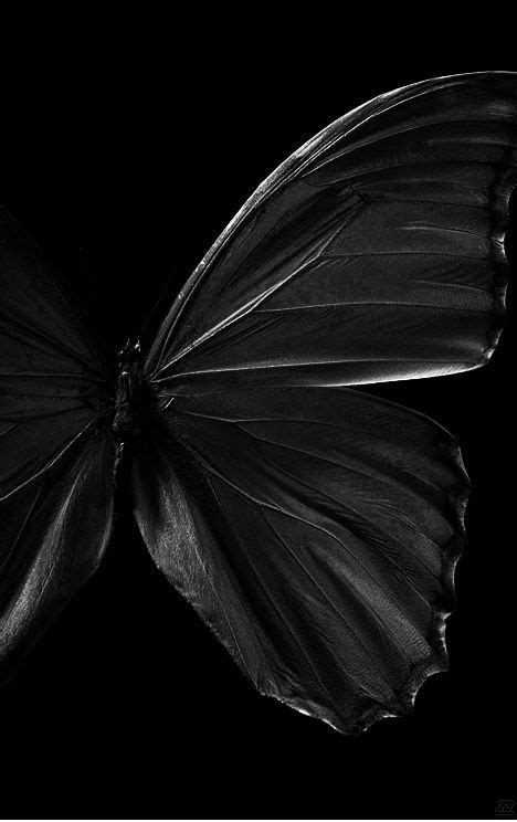 Sirtos Madness Black And White Aesthetic Black Butterfly Black
