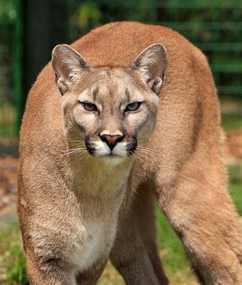 Photo Gratuite Cougar Lion De Montagne Image Gratuite Sur Pixabay