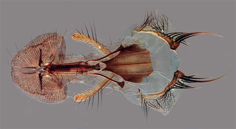 Antique Mount Of Calliphoridae Blowfly Proboscis Nikons Small World