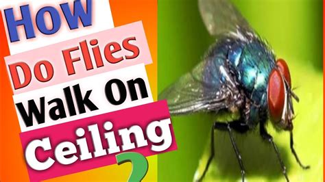 How Do Flies Walk On Ceiling Housefly Facts Youtube