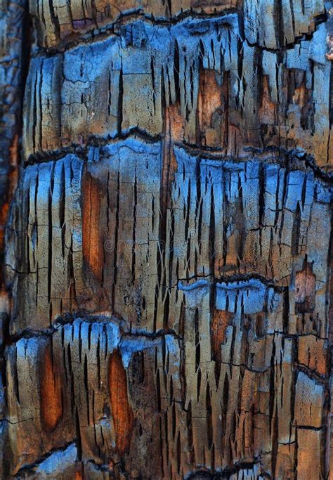 Burnt Tree Bark On A Stump Stock Photo Image Of Reflecting 156270856