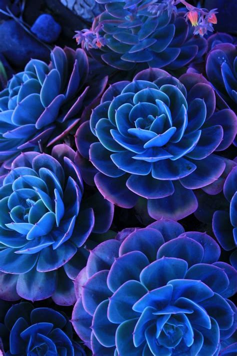 Pin By Silvana Corbella On Wallpapers Plants Blue Succulents Succulents