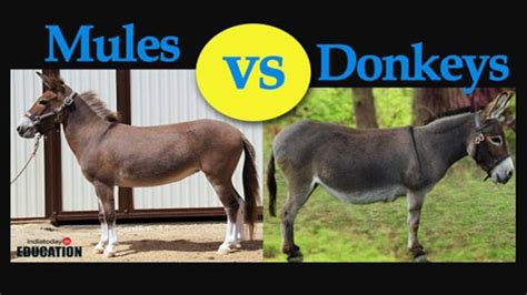Donkeys Vs Mules How Are They Different Education Today News