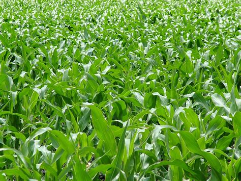 Free Agriculture Corn No 2 Stock Photo