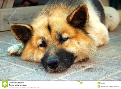 Tired Dog Stock Image Image Of Face Tired Sleepy Help 858955