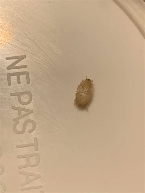 Is This A Bed Bug Shell It Was Inside Of My Bed Frame Bedbugs