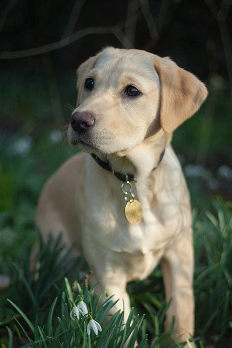 Yellow Labrador Retriever Puppy Tumblr