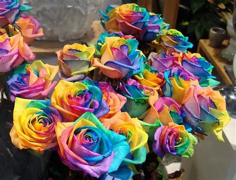 The Multi Colored Rose~ The Colors Are Achieved By Splitting The Stems