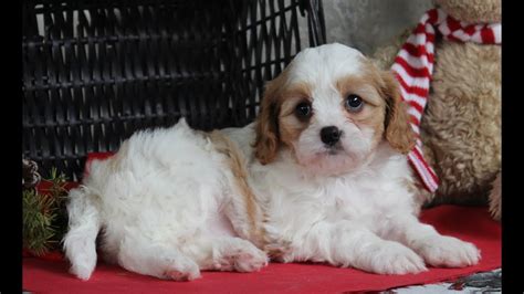 Enter your email address to receive alerts when we have new listings available for cavachon puppy for sale. Cavachon Puppies for Sale - YouTube