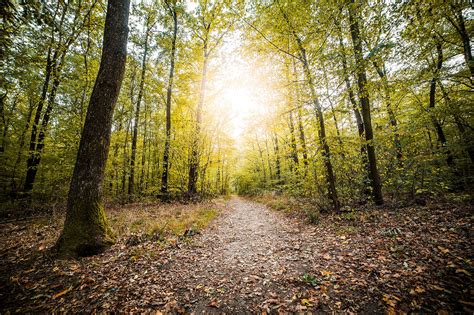 Forest Path In Fall Season Free Stock Photo Picjumbo