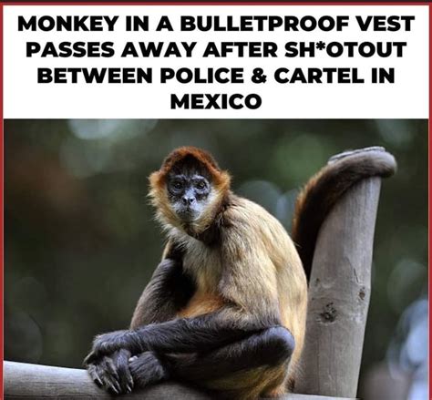 Monkey In A Bulletproof Vest Passes Away After Shotout Between Police