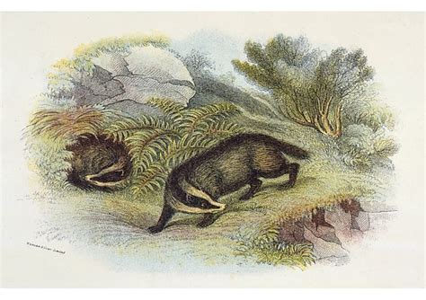 Print Of Badgernaturalists Lib Naturalist Fine Art Canvas Prints