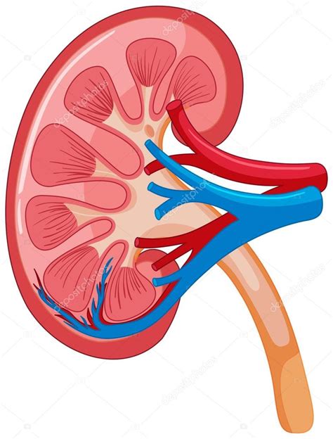 Diagram Showing Human Kidney Stock Illustration By ©interactimages