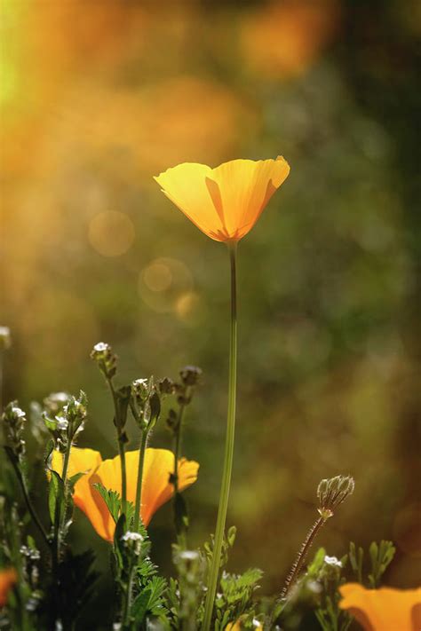 Golden Glow Poppy Photograph By Saija Lehtonen Pixels