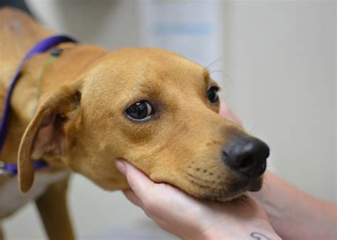 We are supported by individual donations, wills, bequests and. Texas Dogs Available for Adoption - Oregon Humane Society