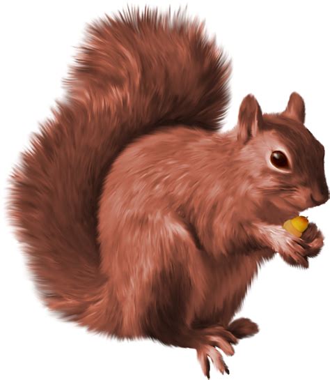 Squirrel Png Transparent Image Download Size 1520x1748px
