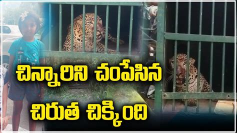 Tirumala Leopard Attack చిన్నారిని చంపేసిన స్థలంలోనే బోనులో చిక్కిన చిరుత Samayam Telugu