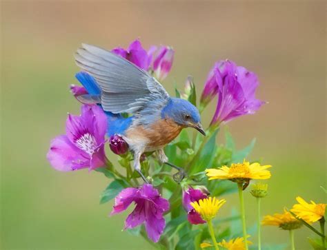 20 Beautiful Pictures Of Bluebirds Birds And Blooms In 2021 Blue
