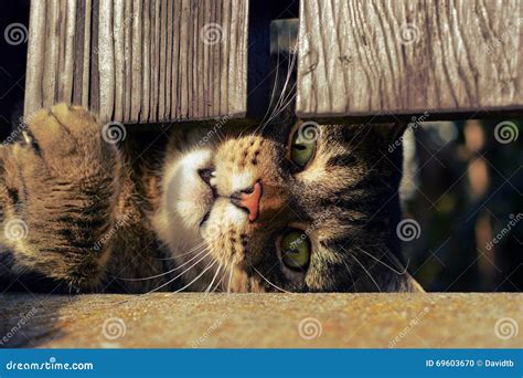 Cute Cat Playing Outdoors Stock Photo Image Of Plying 69603670