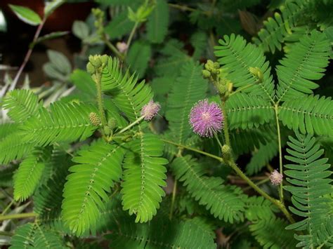 For Sticki Mimosa Pudica Or Sensitive Plant This Is The