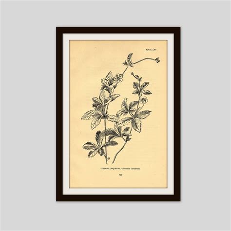 Antique Botanical Print 5 X 775 Yellowed Black Etsy