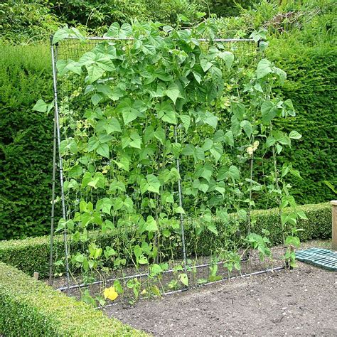 Harrod Slot And Lock® Bean And Pea Support Frames Harrod Horticultural Uk