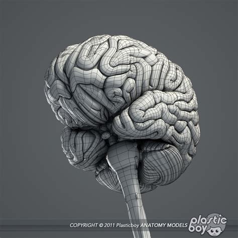 3d Model Medically Nervous Brain Cerebellum