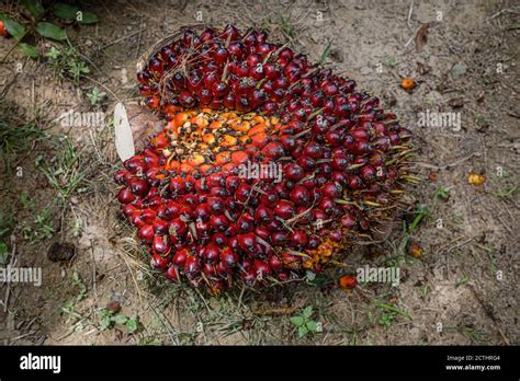 Fresh Fruit Bunches Ffb In A Palm Oil Plantation After Cutting The