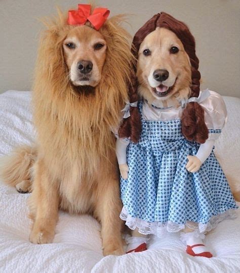 140 Halloween Cats And Dogs Ideas Halloween Cat Cat And Dog