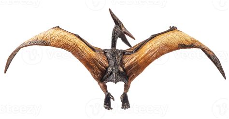 Pteranodon Pterodactyl Dinosaur On White Background 8844204 Png