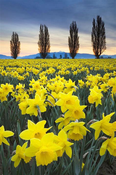 Skagit Valley Daffodil Fields Washington Alan Crowe Photography