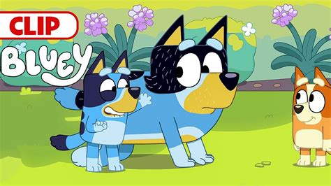 Bluey Season 3 Episode 11 Sheepdog Episode Clip Disneyjr